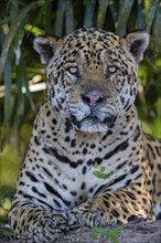 Jaguar (Panthera onca) Pantanal Brazil