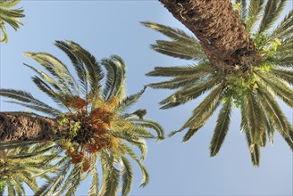 Upward view of lush palm trees with green leaves against a clear blue sky on a sunny day, data palm