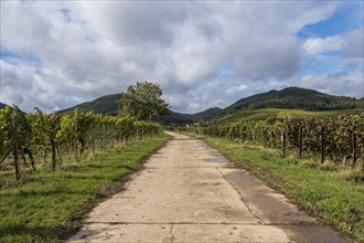 Farm track between green vineyards and hills, under a cloudy sky, Southern Palatinate, Palatinate,