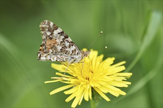 Close-up of a Painted Lady (Vanessa cardui) sitting on a common dandelion (Taraxacum officinale) in