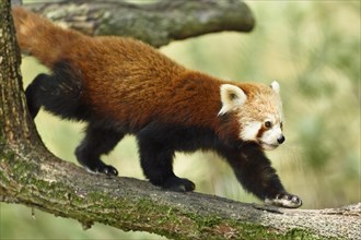 Close-up of Red panda (Ailurus fulgens) walking on a bough in summer