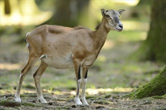 Close-up of a mouflon (Ovis orientalis orientalis) standing in a forest in spring