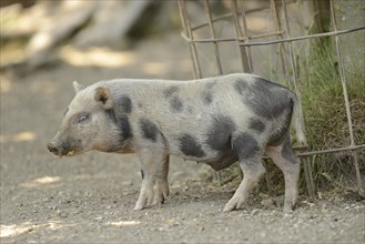 Close-up of a pot-bellied pig in spring