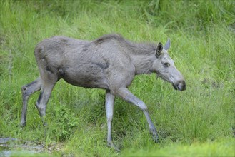 Close-up of a Eurasian elk (Alces alces) in a forest in early summer, Bavarian Forest National