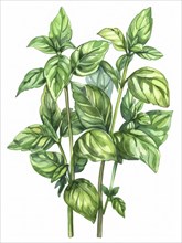 Botanical illustration of a green herb plant with tall stems and leaves, AI generated