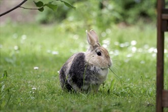 Rabbit (Oryctolagus cuniculus domestica), pet, grass, A domestic rabbit eats the long blades of