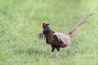 Hunting pheasant (Phasianus colchicus), calling, Emsland, Lower Saxony, Germany, Europe