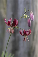 Martagon lily (Lilium martagon), Emsland, Lower Saxony, Germany, Europe