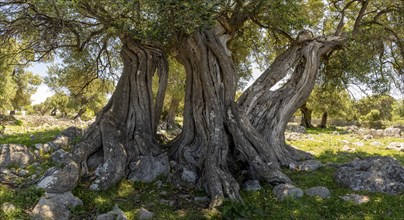 Old olive trees near Lun, island of Pag, Zadar, Dalmatia, Croatia, Europe