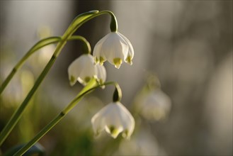 Close-up of Spring Snowflake (Leucojum vernum) blossoms in a forest in spring