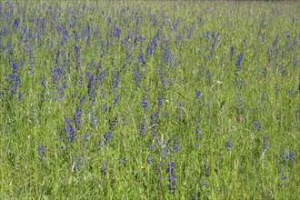 Meadow clary (Salvia pratensis) in a meadow, bee forage meadow, forage meadow, Baden-Wuerttemberg,