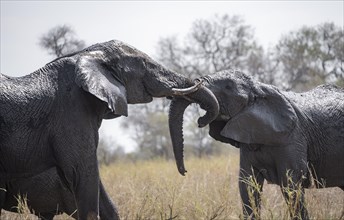 Two African elephants (Loxodonta africana), fighting with their trunks, African savannah, Kruger