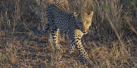 Leopard (Panthera pardus) running through dry grass, adult, in the evening light, Kruger National