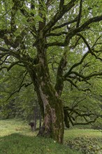 Maple (Acer) overgrown with moss, Bad Hindelang, Allgaeu, Bavaria, Germany, Europe