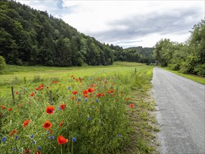Poppy field in bloom, cornflowers in between, Sausal cycle path, near Heimschuh, Styria, Austria,