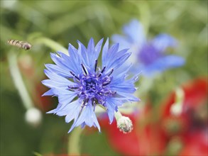 Cornflower (Centaurea cyanus), near Heimschuh, Styria, Austria, Europe