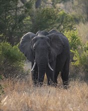African elephant (Loxodonta africana) in the evening light, in dry grass, African savannah, Kruger