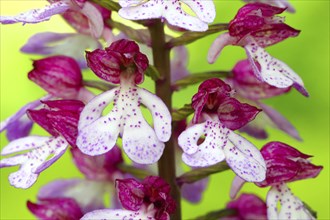 Northern marsh-orchid (Orchis purpurea), 2 flowers, flower figure, detail, macro, nature