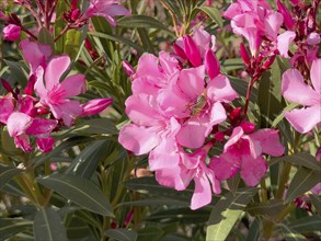 Close-up of flowers of pink oleander (Nerium oleander), Crete, Greece, Europe