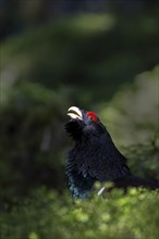 Western capercaillie (Tetrao Urogallus) mating in Pinzgau, Austria, Europe