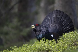 Western capercaillie (Tetrao Urogallus) mating in Pinzgau, Austria, Europe