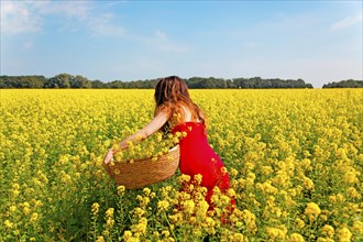 Woman picks rapeseed flowers and places them in a basket