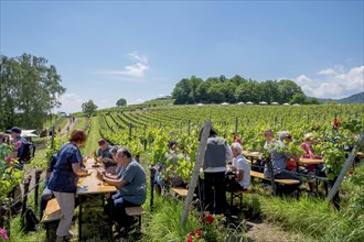 Wine festival in the vineyards, Birkweiler, Southern Palatinate, Palatinate, Rhineland-Palatinate,
