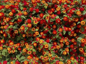 Dense shrub with red flowers of spanish flag (Lantana camara) from the verbena family, Crete,