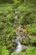 Mountain stream in the forest at Berg Blauen, Badenweiler, Black Forest, Baden-Wuerttemberg,