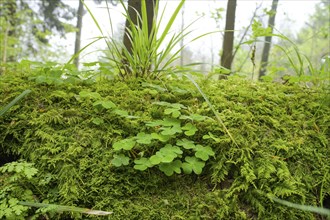 Clover, moss, ferns, humidity, forest on Blauen mountain, Badenweiler, Black Forest,