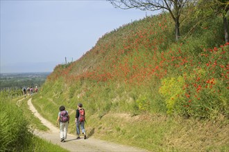 Hiking trail, red poppy near Burkheim am Kaiserstuhl, Baden-Wuerttemberg, Germany, Europe