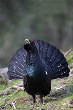 Western capercaillie (Tetrao Urogallus) mating in Pinzgau, Austria, Europe