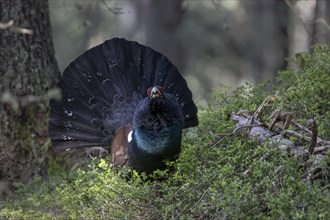 Western capercaillie (Tetrao Urogallus) mating in Pinzgau, Austria, Europe