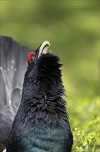 Western capercaillie (Tetrao Urogallus) mating in Pinzgau, Austria, Europe