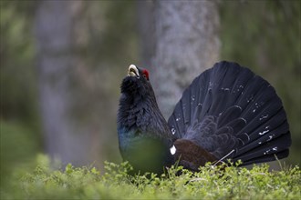 Western capercaillie (Tetrao Urogallus) mating in Pinzgau, Austria, Europe