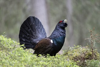 Western capercaillie (Tetrao Urogallus) mating in Pinzgau, Austria, Europe