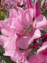 Close-up of saddle-backed bush cricket (Ephippiger ephippiger) sitting in flower of oleander
