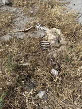Carcass of wild goat eaten by birds of prey, partially skeletonised skeleton bones seen in the