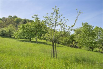 Orchard meadows, fruit trees on the Schlossberg, Staufen im Breisgau, Baden-Wuerttemberg, Germany,