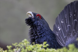 Western capercaillie (Tetrao Urogallus) mating in Pinzgau, Austria, Europe