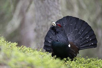 Capercaillie (Tetrao Turogallus) mating in Pinzgau, Austria, Europe