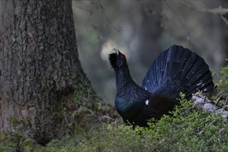 Western capercaillie (Tetrao Urogallus) mating in Pinzgau, Austria, Europe