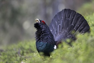 Western capercaillie (Tetrao Urogallus) mating in Pinzgau, Austria, Europe