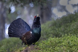 Western capercaillie (Tetrao Urogallus) mating in Pinzgau, Austria, Europe