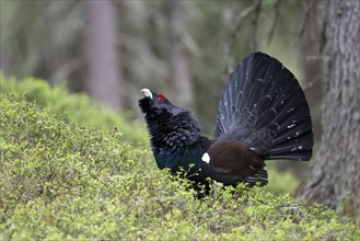 Western capercaillie (Tetrao Urogallus) mating in Pinzgau, Austria, Europe