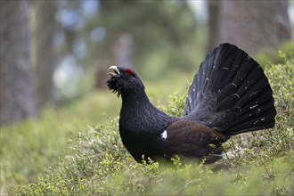 Western capercaillie (Tetrao Urogallus) mating in Pinzgau, Austria, Europe