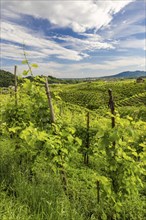Landscape, World Heritage Site, wine tour, wine press, wine-growing area, grape variety, region,