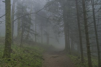 Forest path, dense fog, forest on Blauen mountain, Badenweiler, Black Forest, Baden-Wuerttemberg,