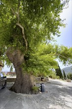 Ancient giant oriental plane (Platanus orientalis) Oriental plane tree in front of entrance Tor tor