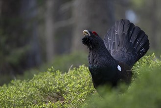 Western capercaillie (Tetrao Urogallus) mating in Pinzgau, Austria, Europe